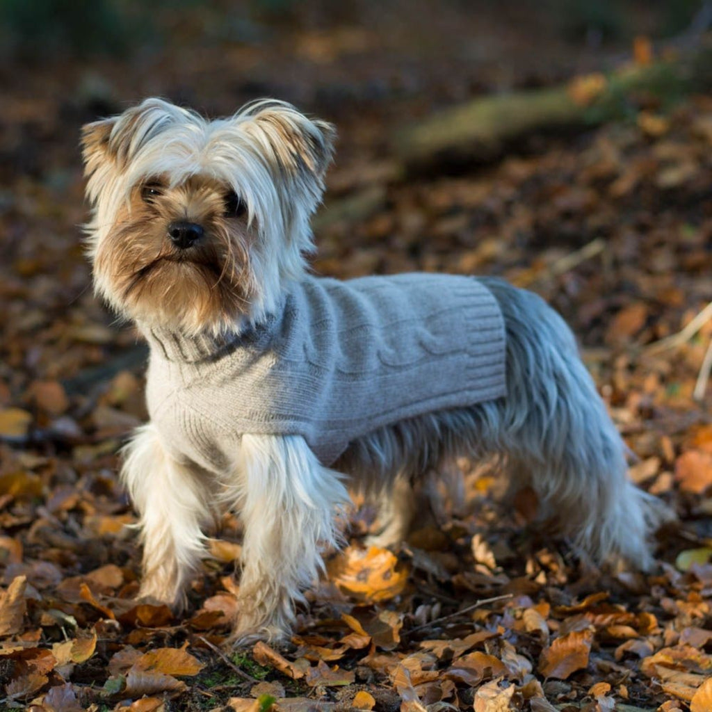 10 musthaves til din hund i vinterhalvåret